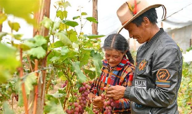 （脱贫攻坚）（5）西藏阿里：生态农业促脱贫