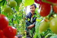 （经济）（1）河北昌黎：设施蔬菜种植助农增收