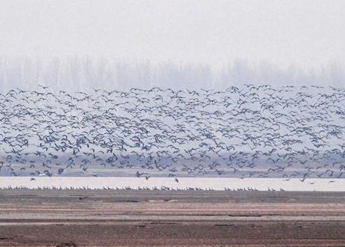 （环境）（1）河南黄河湿地现“万鸟飞临”景观