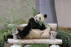 （国际）（5）大熊猫“永明”：我收到礼物了！